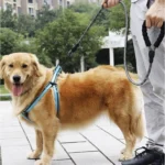 Λουρί σκύλου εκπαίδευσης 3m Purlov  μαύρο  ανακλαστικό  με αφρώδη λαβή & καραμπίνερ  για μέγιστη άνεση & ασφάλεια