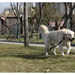 Λουρί οδηγός σκύλου Purlov 5m σε μαύρο χρώμα με ανακλαστικά στοιχεία και αφρώδη λαβή