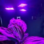 Κρεμαστό Grow Light LED 8W με 108 διόδους σε μαύρο χρώμα
